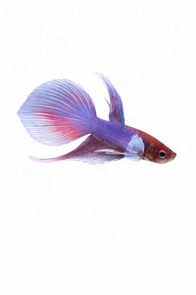 WhatsApp Image 2026-02-24 at 2.35.53 PM.webp