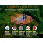 ciclid omega 119gr 2mm 4.webp