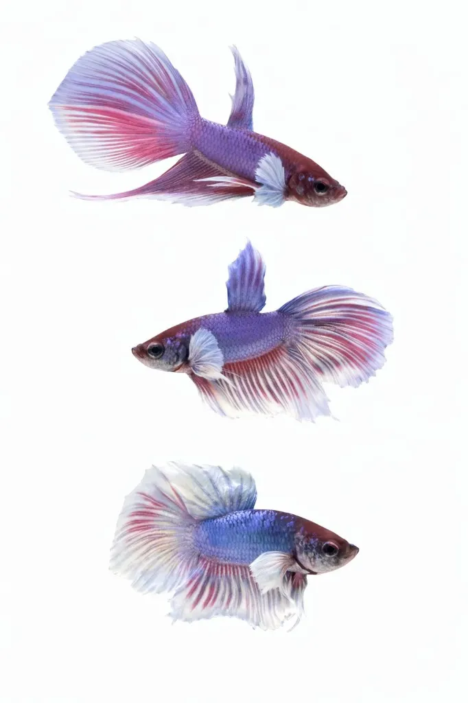 PEZ BETTA DUMBO