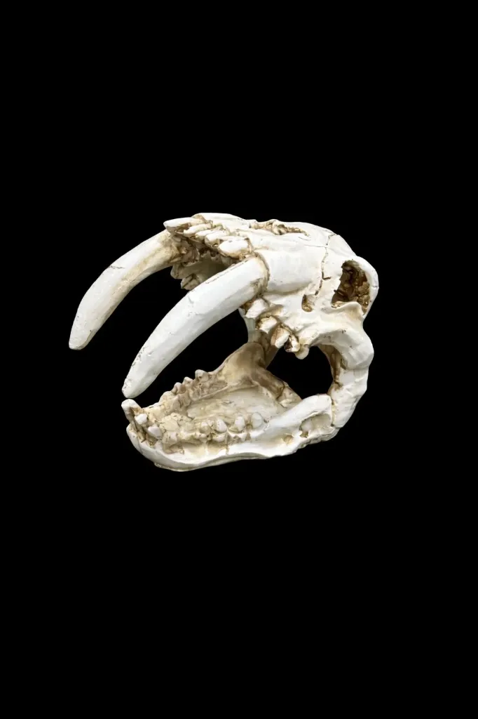 DECORACION FOSIL COLMILLOS