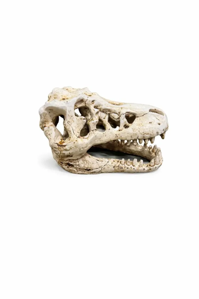 DECORACION FOSIL CRANEO TIRANOSAURIO