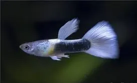 PEZ GUPPY TUXEDO WHITE