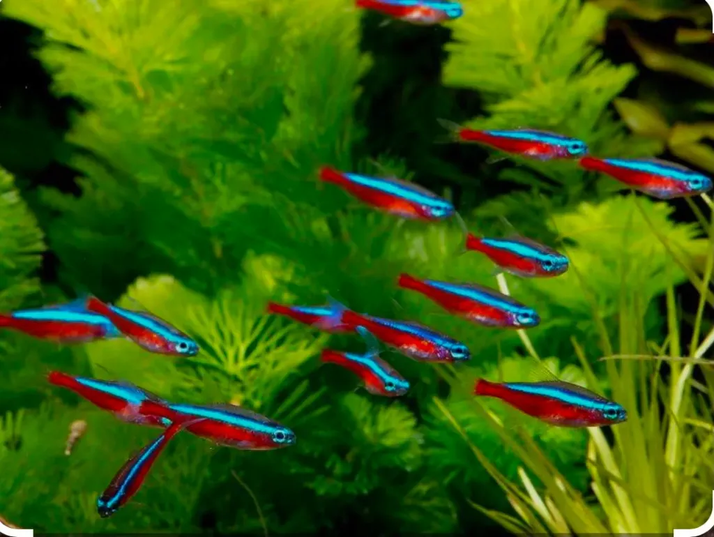 PEZ TETRA CARDENAL